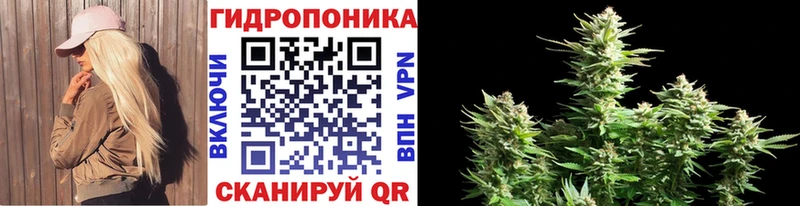 Бошки Шишки семена  МЕГА маркетплейс  Сельцо 
